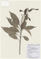 藏品(菱果柯)的圖片